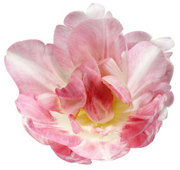 Tulip flower  on white isolated background with clipping path. Closeup. For design.  Transparent background.  Nature.