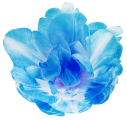 Fototapeta na wymiar Blue tulip flower on white isolated background with clipping path. Closeup. For design. Transparent background. Nature.