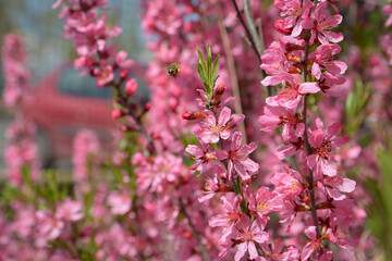 Blossoming pink trees Prunus Triloba. Pink almond flowers in spring time. Bees collecting pollen.