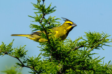 Yellow Cardinal, Gubernatrix cristata, Endangered species in La Pampa, Argentina