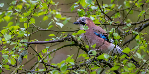 Close up of a Eurasian Jay perched in a tree