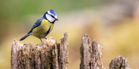 Blue Tit perched on an old tree stump