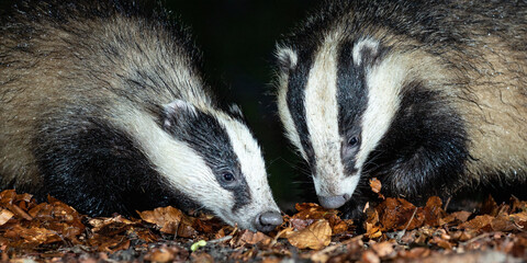 Two Badgers foraging for food amongst Autumn leaves on the forest floor