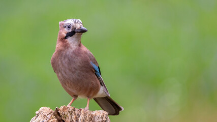 Close up of a Eurasian Jay perched on an old tree stump