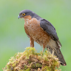 Male Sparrowhawk perched on a moss covered tree stump