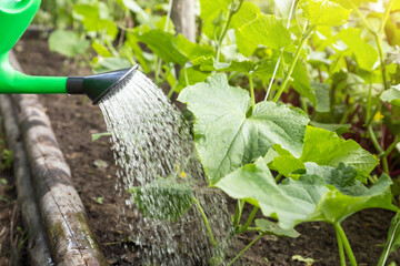 Watering from watering can with water vegetables, cucumber green plants on garden bed in garden in...