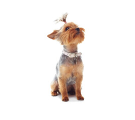 Puppy, terrier and dog or pet in studio with collar, relax and standing on mock up space for best friend. Animal, face or canine for protection, companion or therapy and hairstyle on white background