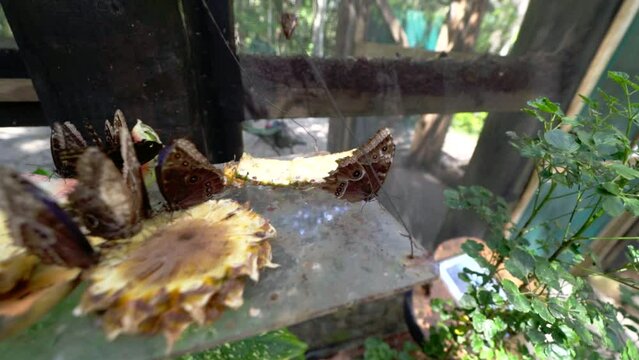 Blue Morphos swinging on tray of fruit