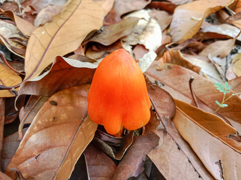 Hygrocybe conica mushroom in Indonesian woodland. Also known as the witch's hat, conical wax cap or conical slimy cap.