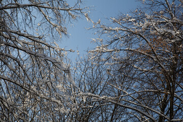 Fototapeta na wymiar Snow-covered tree branches against a blue sky.
