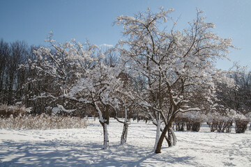 Snow-covered trees in a winter park on a sunny day against a blue sky.
