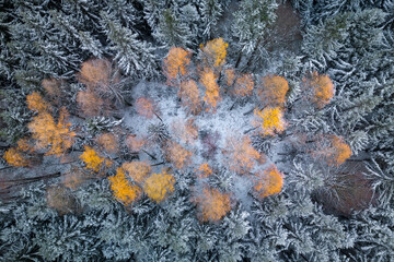 Yellow larch trees shining in the spruce forest covered with the first snow of the season. Aerial photo of the forest in Czech Republic, Europe. - 685164043