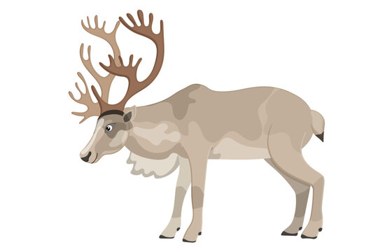 Cartoon reindeer image, cute kind animal, north zoo deer, elegant furry caribou, beautiful adorable elk. Isolated on white background. Vector illustration