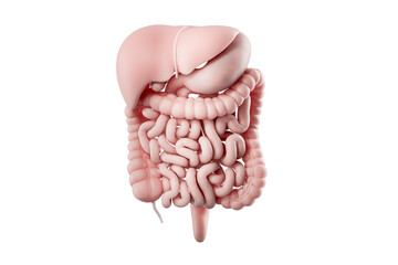 3d illustration of human digestive system isolated on white. Human food tract internal organs - liver, stomach, pancreas, intestine - obrazy, fototapety, plakaty