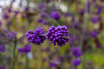 Chinesische Schönfrucht (Callicarpa giraldii)
