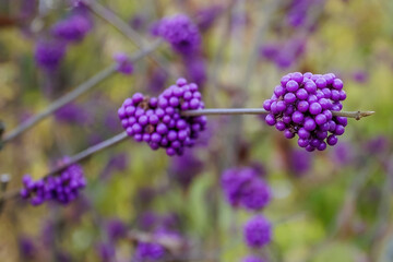 Chinesische Schönfrucht (Callicarpa giraldii)