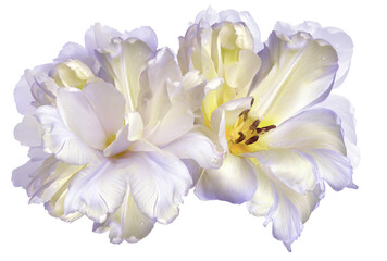 White  tulips  flowers  on  isolated background with clipping path. Closeup. For design....