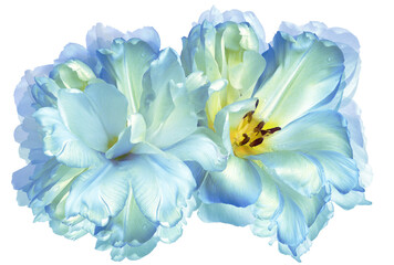 Obraz premium Tulips flowers on white isolated background with clipping path. Closeup. For design. Transparent background. Nature.