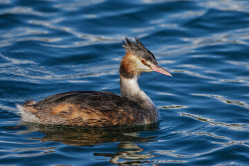 Haubentaucher (Podiceps cristatus)