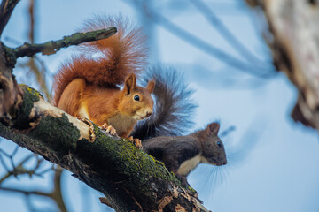 Eichhörnchen (Sciurus vulgaris)
