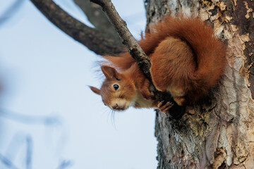 Eichhörnchen (Sciurus vulgaris)