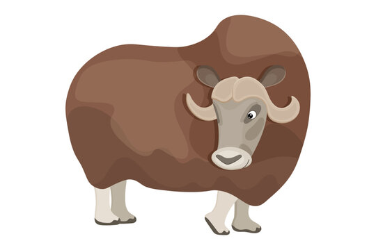 Picture of wild musk ox, cartoon design, cute zoo animal, arctic wildlife mammal. Northern fauna, drawing for children. Brown fur, round horns. Isolated on white background. Vector illustration
