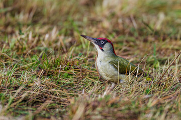 Grünspecht (Picus viridis) Männchen