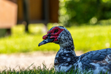 Beautiful tame duck in the park