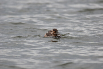 Fototapeta premium Ruddy Duck low on the water of a lake