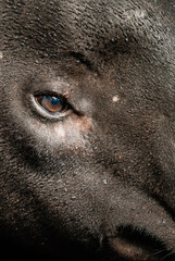 Malayan Tapir - Tapirus indicus, portrait of beautiful endangered shy tapir from Asian wetlands and tropical lowlands, Malaysia.