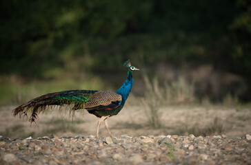 Peacock on Stony Shoreline