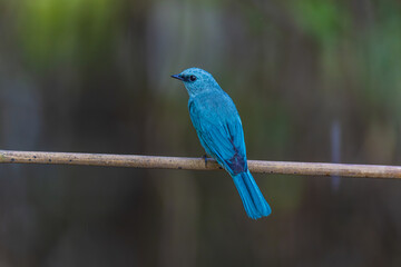 Verditer flycatcher (Eumyias thalassinus) beautiful rare bird in the forest.