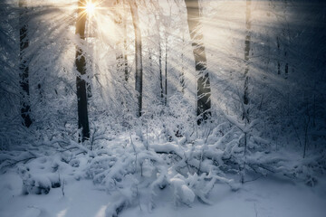 sun rays in winter forest, fantasy landscape