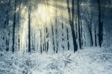 morning sun light in magical winter forest