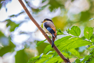 Silver-breasted Broadbill, a rare bird on the branch of the tree.