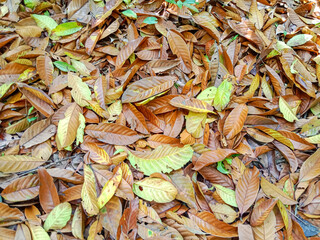 Fallen leaves covering the woodland floor. Natural leaf pattern of yellow and brown fallen foliage....