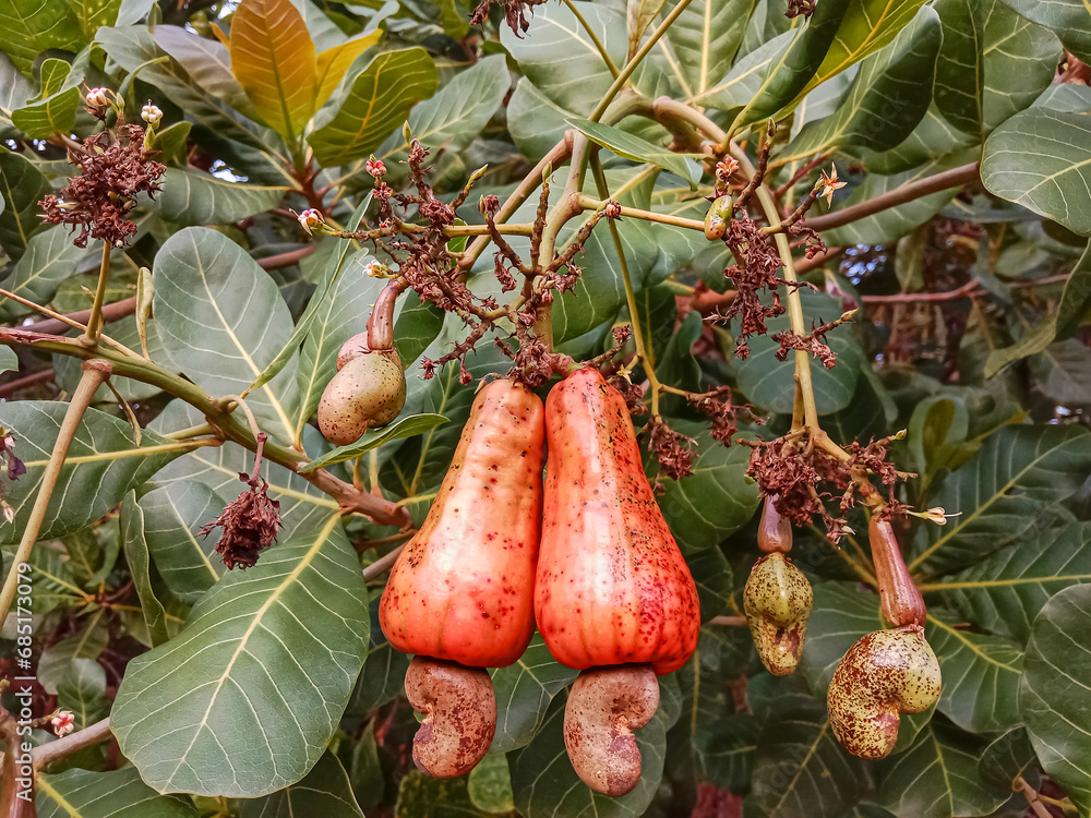 Wall mural Cashew apple. Cashew fruit (Anacardium occidentale). Cashew fruit hanging on the tree. Cashew nut growing on a tree.