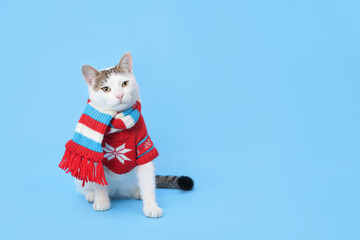 Studio portrait of a white cat  against a blue background. Funny Cat wearing warm sweater and scarf. Place for text. Xmas.  Beautiful cat ready for cold winter. Happy New Year. 