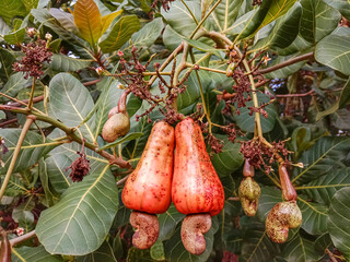 Cashew apple. Cashew fruit (Anacardium occidentale). Cashew fruit hanging on the tree. Cashew nut...