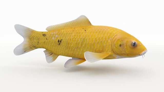 Japanese carp fish animation  yellow on white background