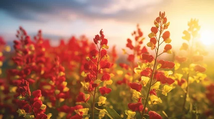 Fotobehang poppy field in sunset © Malaika