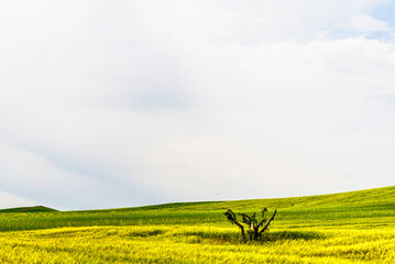 lucani countryside landscpe during the springtime, Basilicata, Italy