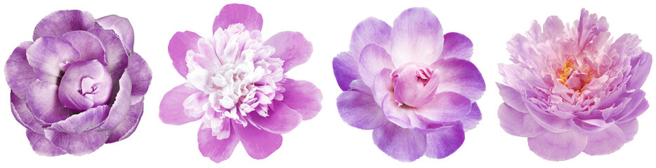 Set  flowers  purple  peonies   on  isolated background with clipping path.   Closeup..  For design.  Transparent background.  Nature.