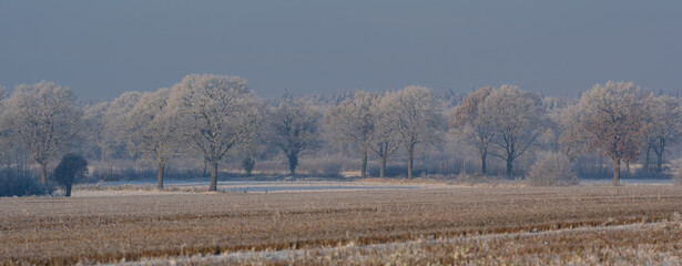 Stimmungsvolle Winteransicht mit Eiskristallen und verschneiten Ästen an Bäumen