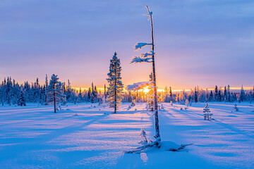 Forest-tundra. Sunset