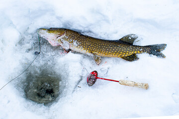 Caught pike in the snow near the hole