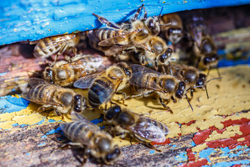 Wooden beehive and bees.The bees return to the beehive after the honeyflow.Honey bees on home...