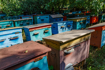 Apiary with beehives in the summer in a clearing.The houses of the bees are placed on the green...