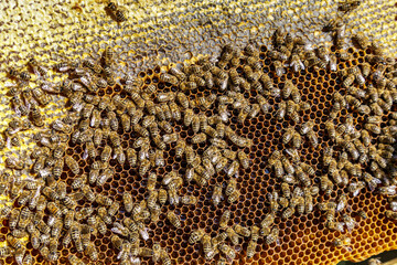 Macro photo of working bees on honeycombs.Beautiful honeycomb with bees close-up.Honey cell with...