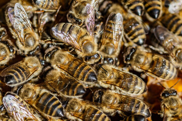 Macro photo of working bees on honeycombs.Beautiful honeycomb with bees close-up.Honey cell with bees.Beekeeping and honey production image.
